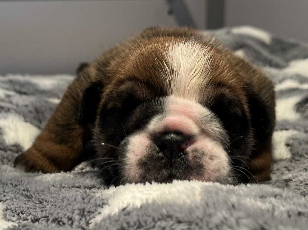 New Soul - Chiots disponibles - Bulldog Anglais