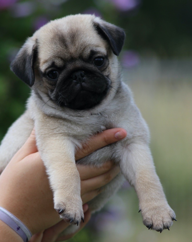 New Soul - Chiots disponibles - Carlin