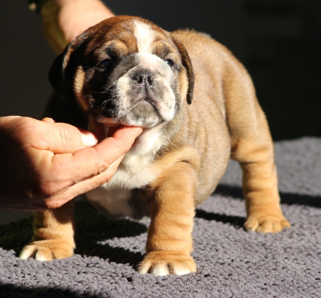 New Soul - Chiots disponibles - Bulldog Anglais