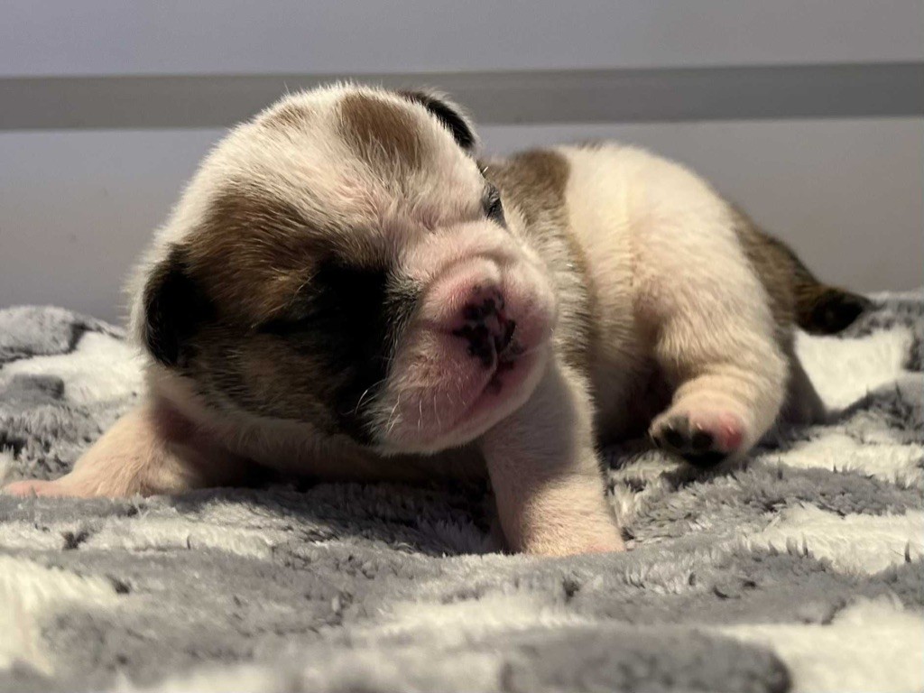 New Soul - Chiots disponibles - Bulldog Anglais