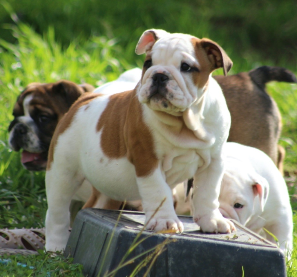 New Soul - Chiots disponibles - Bulldog Anglais