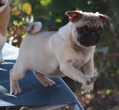Chiot Carlin New Soul