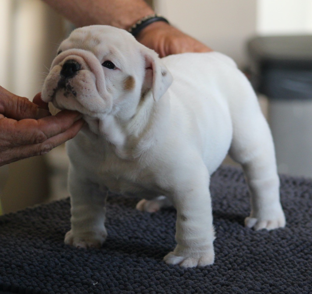 New Soul - Bulldog Anglais - Portée née le 26/08/2025