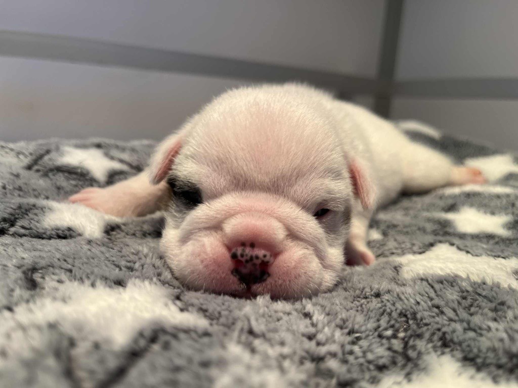 New Soul - Chiots disponibles - Bulldog Anglais