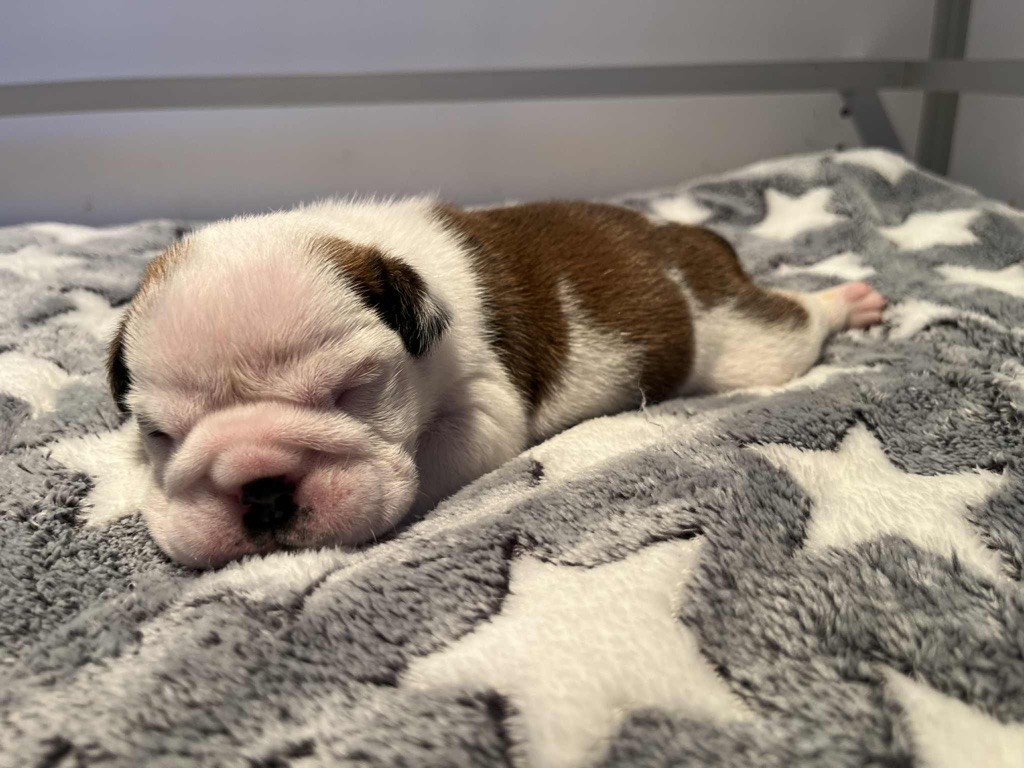 New Soul - Chiots disponibles - Bulldog Anglais